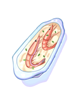 Creamy shrimp pasta