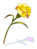 Wart flower
