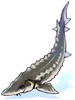 Sturgeon