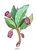 Poison Herb Scopolia