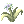 Flower of Phantom