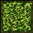 Prontera Field