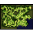 Prontera Field