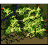 Prontera Field
